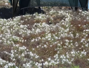Kum Zambakları Koruma Altında