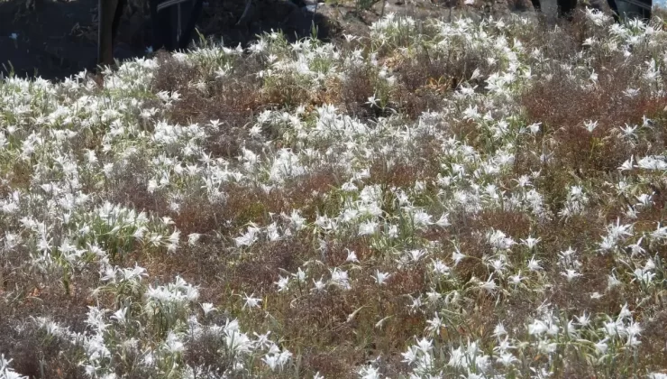 Kum Zambakları Koruma Altında