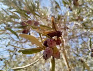 Kuraklık Zeytin Üretimini Olumsuz Etkiliyor