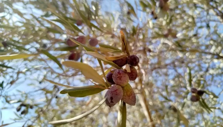 Kuraklık Zeytin Üretimini Olumsuz Etkiliyor
