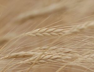 Küresel gıda fiyatlarında 2,5 yılın en yüksek aylık artışı