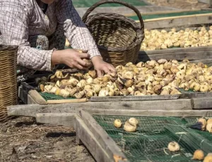 Kuru İncir İhracatı Yüzde 12 Arttı