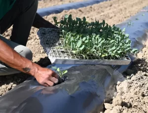 Kuşadası’nda Adabahçe ile Kış Hazırlıkları Başladı