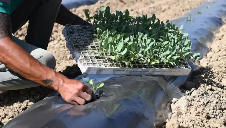 Kuşadası’nda Adabahçe ile Kış Hazırlıkları Başladı