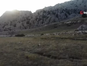 Leyleklerin Göç Zamanı