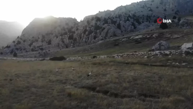 Leyleklerin Göç Zamanı
