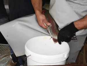 Malatya’da Alabalık Üretimi Artıyor