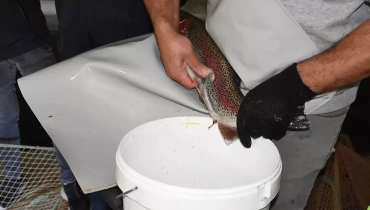 Malatya’da Alabalık Üretimi Artıyor