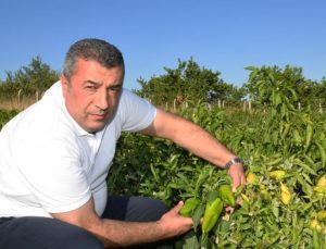 Malatya’da kapya biber hasat sonrası ABD’ye ihraç ediliyor