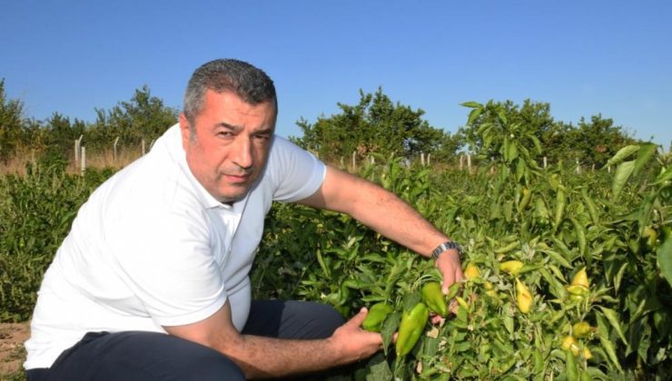 Malatya’da kapya biber hasat sonrası ABD’ye ihraç ediliyor