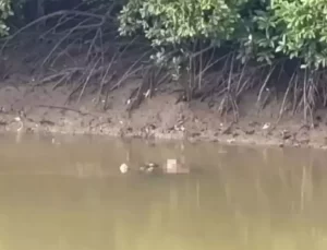 Malezya’da dev timsah, ağını kurmaya çalışan balıkçıyı öldürdü