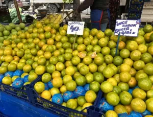 Mandalina Satışları Başladı