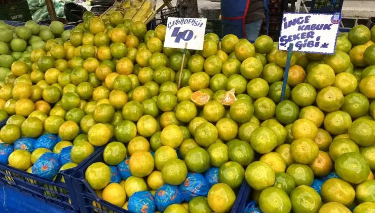Mandalina Satışları Başladı