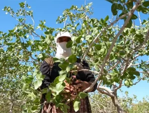 Mardin Ovası’nda Fıstık Hasadı Başladı