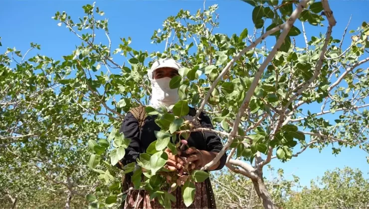 Mardin Ovası’nda Fıstık Hasadı Başladı