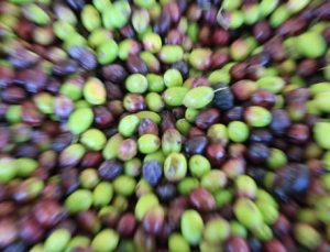 Marmarabirlik bir kilogram zeytinin üretim maliyetini açıkladı