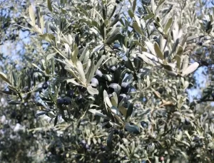 Marmarabirlik, Zeytin Rekoltesinde Rekor Bekliyor