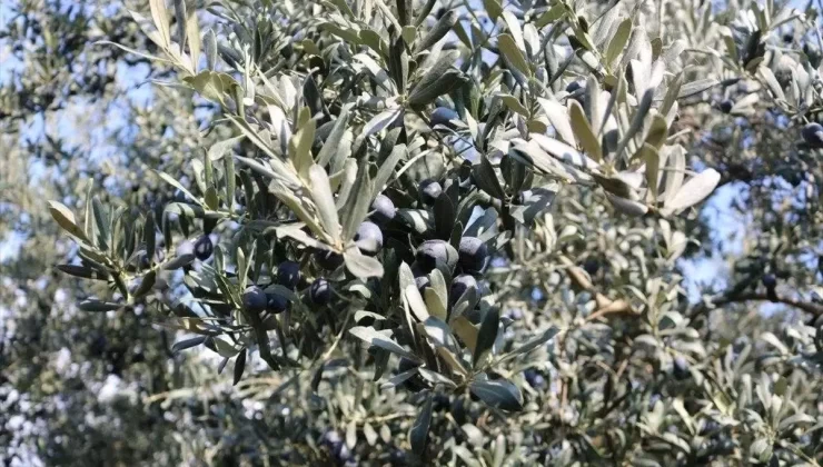 Marmarabirlik, Zeytin Rekoltesinde Rekor Bekliyor
