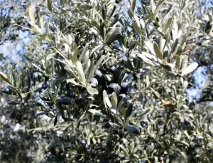 Marmarabirlik’te Rekor Rekolte Beklentisi