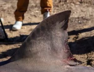 Massachusetts’te Sahile Vuran Köpek Balığı Kaldırıldı