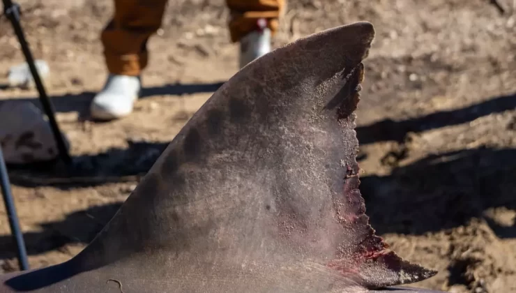 Massachusetts’te Sahile Vuran Köpek Balığı Kaldırıldı