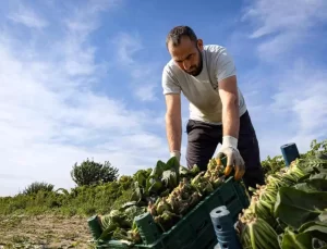 Menemen’de Ispanak Hasadı Başladı