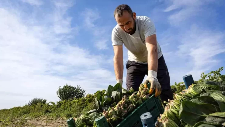 Menemen’de Ispanak Hasadı Başladı