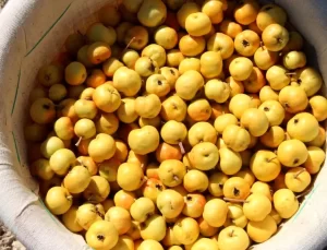 Mersin’de Alıç Hasadı Başladı