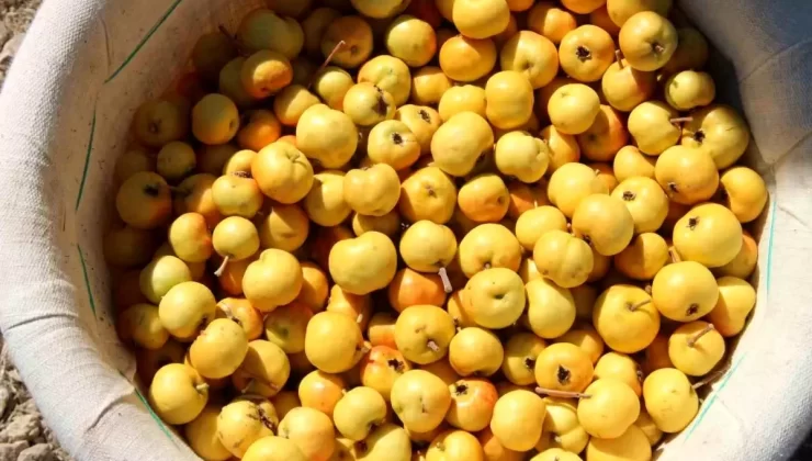 Mersin’de Alıç Hasadı Başladı