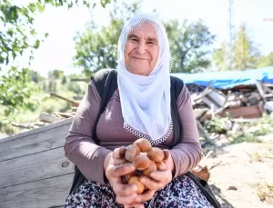 Mersin’de Çiftçilere Modern Ceviz Soyma Makinesi Desteği