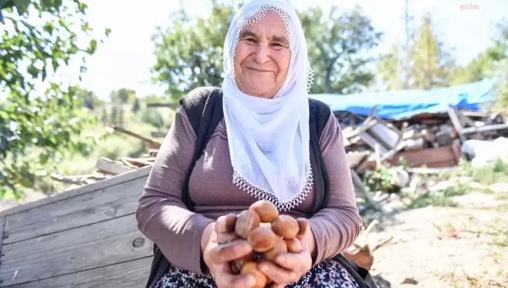 Mersin’de Çiftçilere Modern Ceviz Soyma Makinesi Desteği