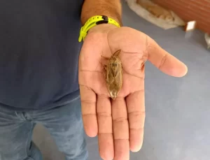 Mersin’de Su Böceği Alarmı