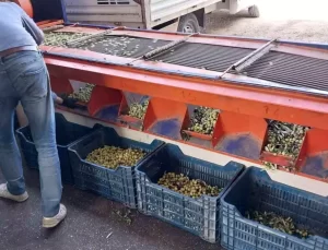 Mersin’de Zeytin Hasadı Başladı