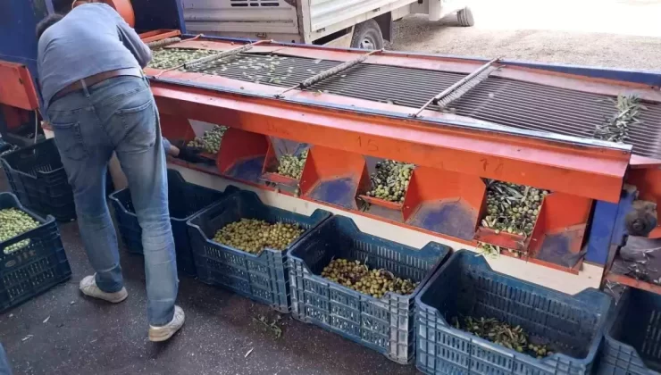 Mersin’de Zeytin Hasadı Başladı