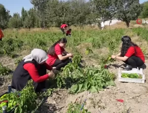 Meslek Lisesi Öğrencileri Tarım Yapıyor