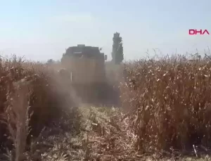 Mısır İthalatında Gümrük Vergisi İndirimi