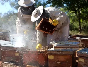 Muğla’da Çam Balı Rekoltesi 20 Bin Ton Bekleniyor