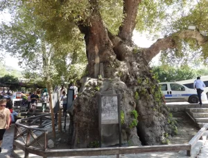 Musa Ağacı Ziyaretçilerini Yeniden Ağırlıyor