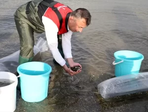 Muş’ta 4 Milyon Sazan Balığı Su Kaynaklarına Salındı