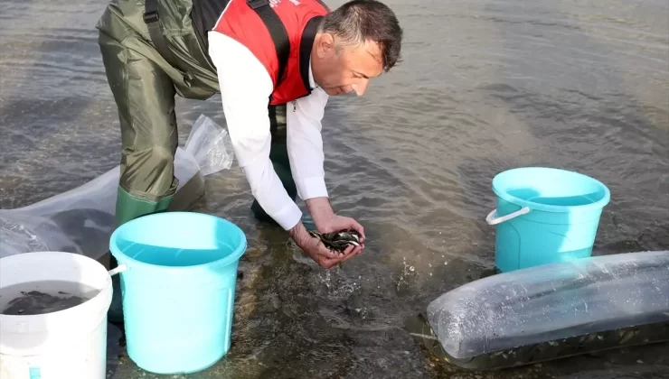 Muş’ta 4 Milyon Sazan Balığı Su Kaynaklarına Salındı