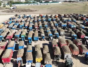 Muş’ta Şeker Pancarı Hasadı Başladı