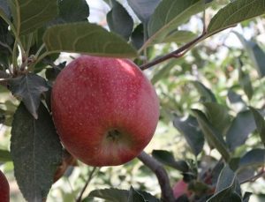 Muş’taki elma hasadından 25 milyon TL gelir hedefleniyor