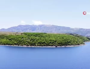 Nemrut’ta Bozayılar Tehlikede