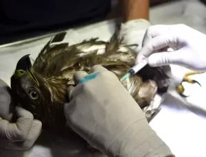 Nesli Tehlikedeki Puhu Kuşu Tedavi Altında