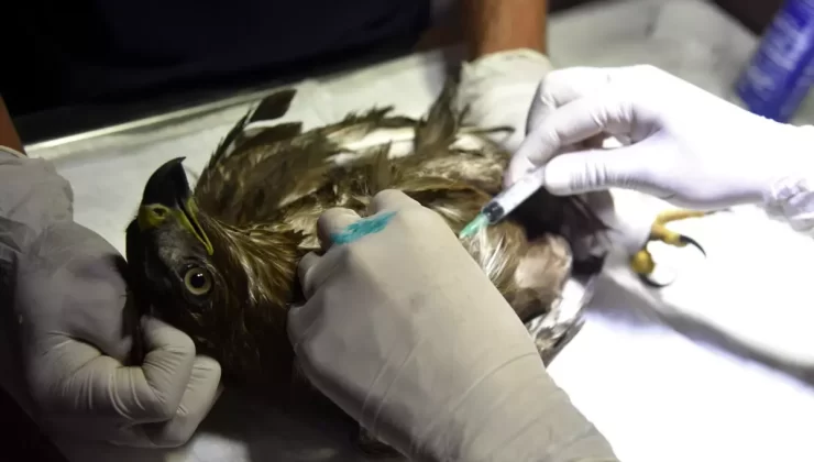 Nesli Tehlikedeki Puhu Kuşu Tedavi Altında