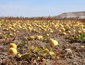 Nevşehir’de Kabak Çekirdeği Hasadı Başladı