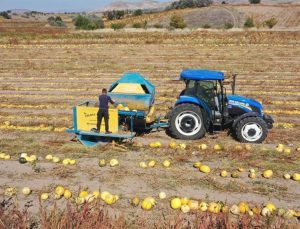 Nevşehir’de patatesin yerini kabak çekirdeği üretimi aldı