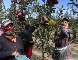 Niğde’de Elma Üretimi Düşüyor