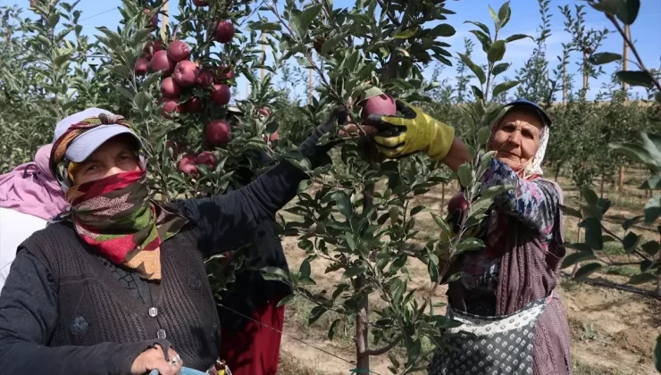Niğde’de Elma Üretimi Düşüyor