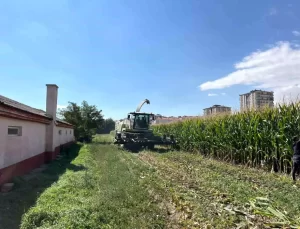 Niğde’de Silajlık Mısır Hasadı Tamamlandı